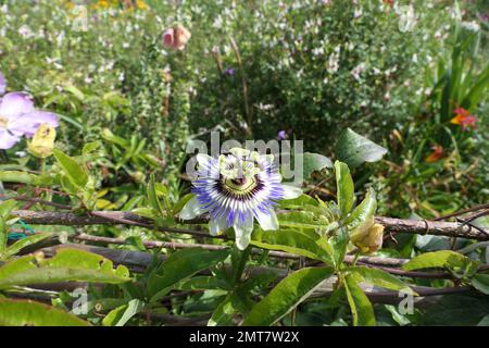 Passilflora in giardini cottage Foto Stock