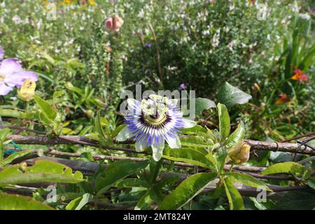 Passilflora in giardini cottage Foto Stock