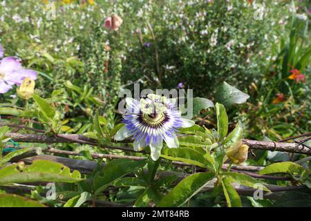 Passilflora in giardini cottage Foto Stock