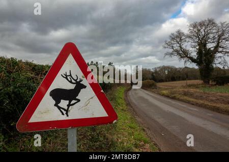 Deer Road Sign, Country Lane, Norfolk Foto Stock