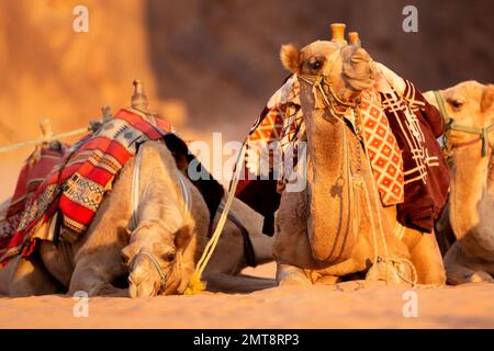 Cammelli sdraiati nella sabbia del deserto, Wadi Rum, Giordania, ritratto da vicino Foto Stock