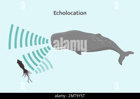 Infografica sull'ecolocazione delle balene. Balena spermatica che usa il biosonar per localizzare la preda. Illustrazione Vettoriale
