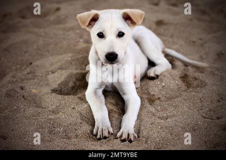 Un cucciolo di Bali Dog sulla spiaggia di Bali, Indonesia Foto Stock