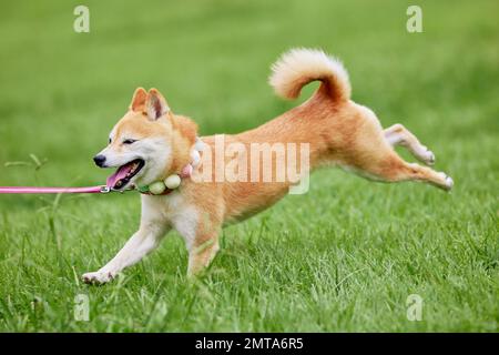 Shiba inu cane su erba verde Foto Stock