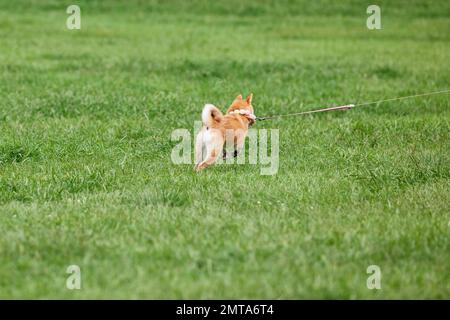 Shiba inu cane su erba verde Foto Stock