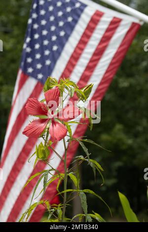 Primo piano verticale di un rosmarino rosso scarlatto, Hibiscus coccineus catturato contro la bandiera degli Stati Uniti Foto Stock