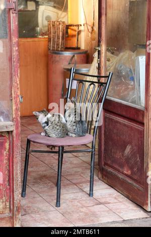 Gatti, due gatti piccoli seduti sulla sedia. Mobili antichi e negozio vecchio. Fuoco selettivo sui kitties. Idea e concetto di animale divertente. Foto Stock
