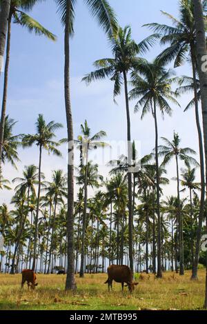 Bestiame che pascola sotto alte palme in Lombok, Indonesia Foto Stock