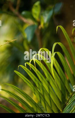 Un primo piano verticale di foglie tropicali verdi e brillanti sullo sfondo isolato Foto Stock