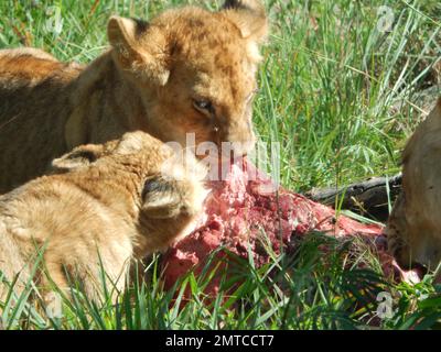 Un paio di leoni affamati che mangiano la preda Foto Stock