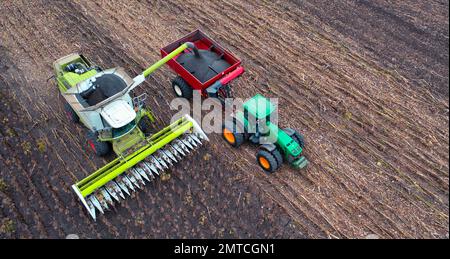 Raccolta di girasole. la trebbiatrice e il dumper stanno lavorando sul campo. Vista drone. Foto Stock