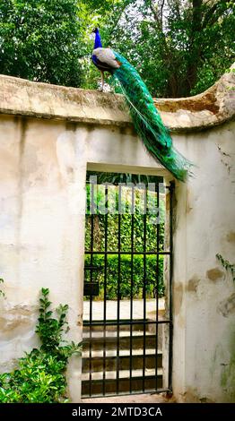 Peacock Pavo cristatus sulla cima di un muro sopra un ingresso recintato nei giardini del Alcázar di Siviglia Andalusia Spagna Foto Stock