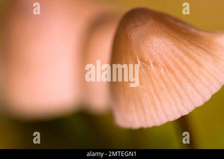 Funghi selvatici, Parco Nazionale della Sierra de Guadarrama, Segovia, Castiglia Leon, Spagna, Europa Foto Stock