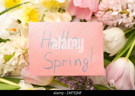 Carta rosa con parole CIAO PRIMAVERA su fiori freschi, vista dall'alto Foto Stock