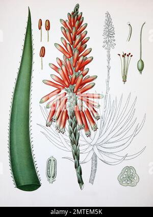 Aloe perryi, Aloe forbesii, Aloe socotrina, è una specie di piante in genere Aloe. È endemica di Socotra nello Yemen, ed è noto per il suo nome, Socotrine aloe. Piante medicinali Foto Stock
