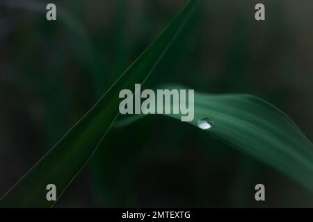 Sfondo sfocato e messa a fuoco superficiale sulla macro vista della goccia di rugiada su una foglia verde. Immagine rilassante e suggestiva Foto Stock