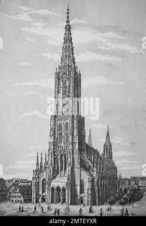 Ulm Minster, Ulmer Muenster, è una chiesa luterana si trova a Ulm in Germania, 1880, storico illustrazione, xilografia Foto Stock