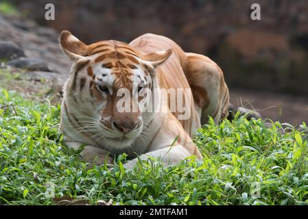 Rara tigre d'oro nel loro ambiente Foto Stock