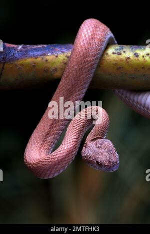 Vipera di buca di mangrovia avvolta intorno ad un ramo dell'albero Foto Stock