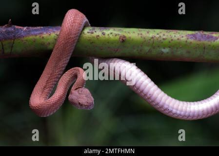 Vipera di buca di mangrovia avvolta intorno ad un ramo dell'albero Foto Stock