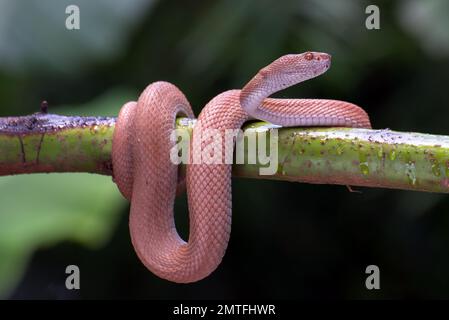 Vipera di buca di mangrovia avvolta intorno ad un ramo dell'albero Foto Stock