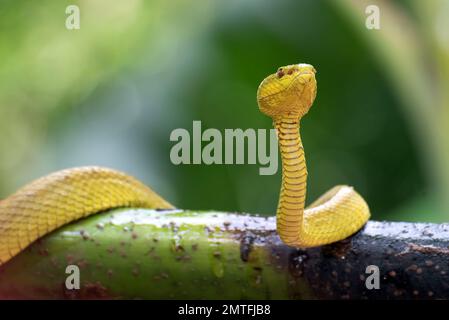 Vipera di buca di mangrovia avvolta intorno ad un ramo dell'albero Foto Stock