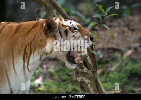 Rara tigre d'oro nel loro ambiente Foto Stock