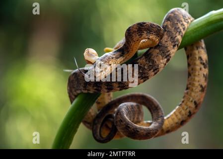 Slug mangiare serpente con la sua preda Foto Stock