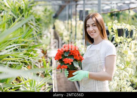 Donna tiene un vaso di fiori nelle sue mani, piante in crescita per la vendita, pianta come un regalo, fiori in una serra Foto Stock