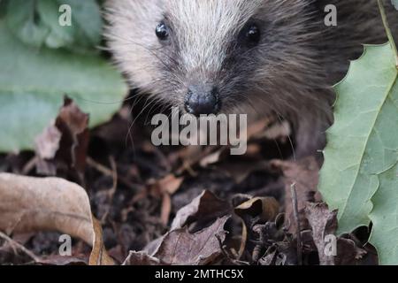 Il riccio vaga intorno nel giardino Foto Stock