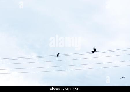 i magpies siedono su un cavo elettrico Foto Stock