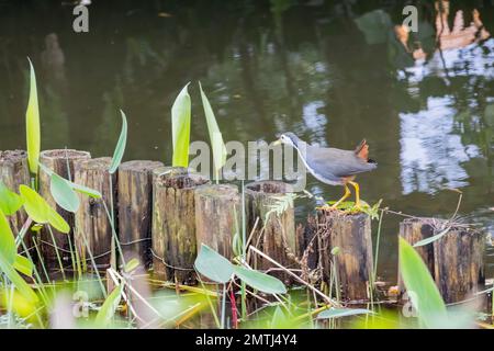 Foto ravvicinata di galline bianche che camminano a Taipei, Taiwan Foto Stock