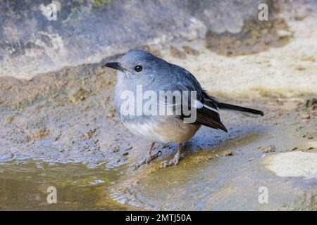 Primo piano di magpie-robin orientale a Taipei, Taiwan Foto Stock