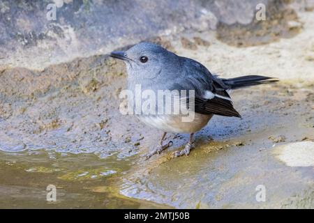 Primo piano di magpie-robin orientale a Taipei, Taiwan Foto Stock