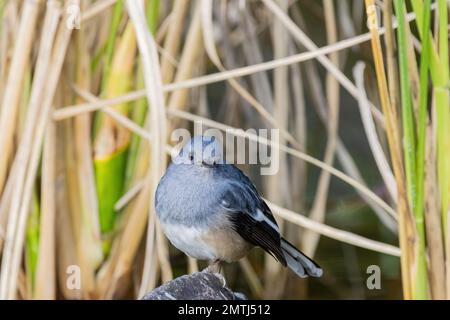 Primo piano di magpie-robin orientale a Taipei, Taiwan Foto Stock