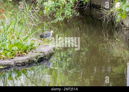 Foto ravvicinata di galline bianche che camminano a Taipei, Taiwan Foto Stock