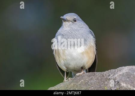 Primo piano di magpie-robin orientale a Taipei, Taiwan Foto Stock