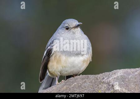 Primo piano di magpie-robin orientale a Taipei, Taiwan Foto Stock