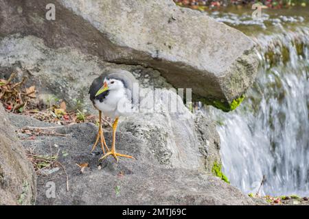 Foto ravvicinata di gallina bianca a Taipei, Taiwan Foto Stock