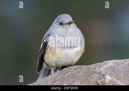 Primo piano di magpie-robin orientale a Taipei, Taiwan Foto Stock