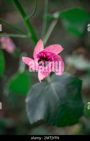 Piccoli fiori rosa con foglie Foto Stock