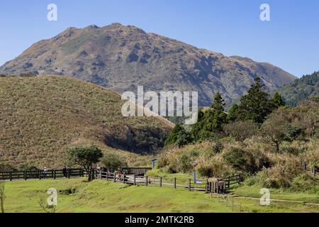 Vista soleggiata del Qingtiangang Grassland a Taipei, Taiwan Foto Stock