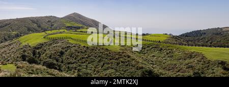 Vista soleggiata del Qingtiangang Grassland a Taipei, Taiwan Foto Stock