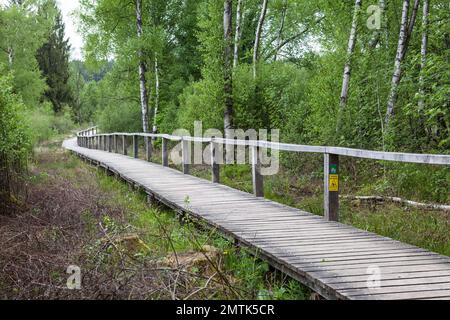 La torbiera rialzata Mecklenbruch, Silberborn, distretto di Holzminden, Solling, bassa Sassonia, Germania Foto Stock