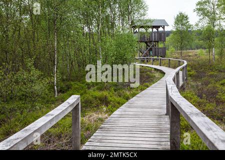 La torbiera rialzata Mecklenbruch, Silberborn, distretto di Holzminden, Solling, bassa Sassonia, Germania Foto Stock