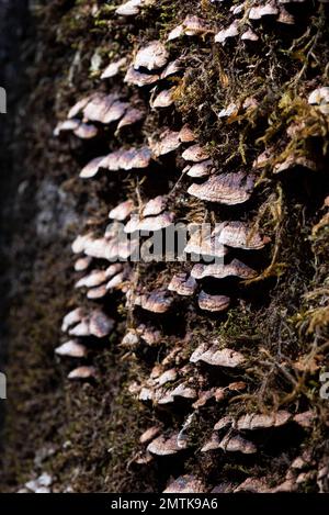 Un primo piano verticale di funghi scaffali su uno sfondo a struttura di albero Foto Stock