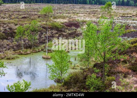 La torbiera rialzata Mecklenbruch, Silberborn, distretto di Holzminden, Solling, bassa Sassonia, Germania Foto Stock