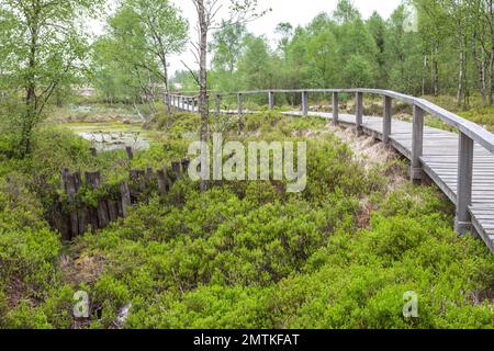 La torbiera rialzata Mecklenbruch, Silberborn, distretto di Holzminden, Solling, bassa Sassonia, Germania Foto Stock