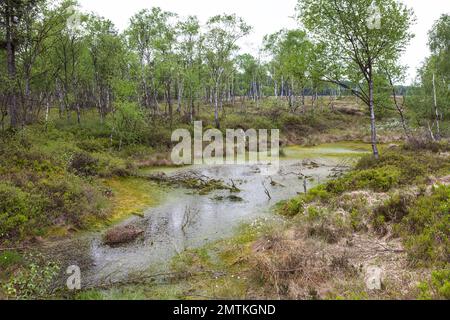 La torbiera rialzata Mecklenbruch, Silberborn, distretto di Holzminden, Solling, bassa Sassonia, Germania Foto Stock