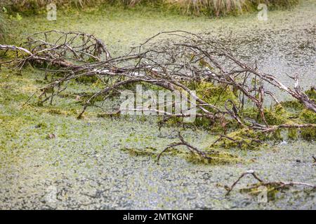 La torbiera rialzata Mecklenbruch, Silberborn, distretto di Holzminden, Solling, bassa Sassonia, Germania Foto Stock